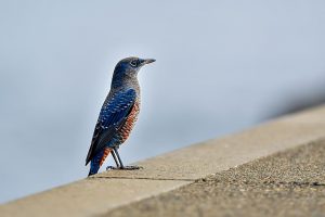 A fotografiat din întâmplare o pasăre extrem de rară, iar după ce a postat imaginea a devenit cunoscut 1 2 13
