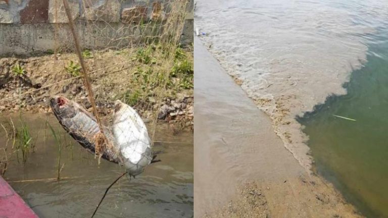 Zeci de peşti morţi plutesc pe apa unui lac din Capitală