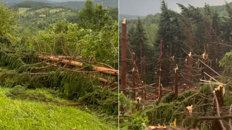 VIDEO – O furtună cu putere de uragan a măturat o pădure din România