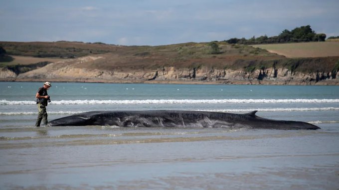 O balenă eşuată pe o plajă a fost ajutată de oameni să se întoarcă în mare