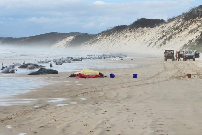 200 de cetacee au murit pe o plajă din Tasmania