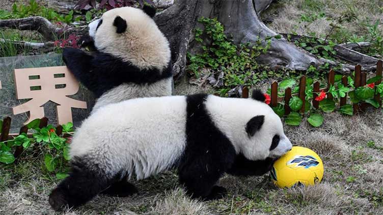 China dăruieşte Qatarului două exemplare de panda uriaş cu ocazia Cupei Mondiale de Fotbal