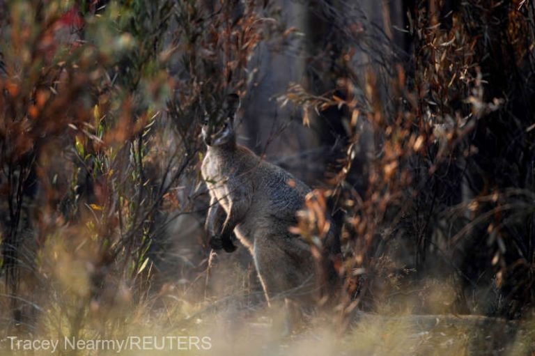 Australia anunţă 15 noi specii ameninţate cu dispariţia, printre care un wallaby