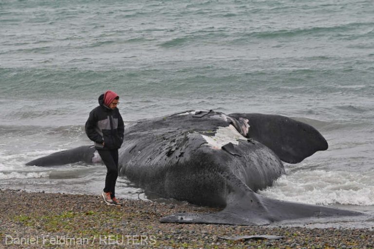 Mai multe balene australe ar fi fost ucise de o microalgă