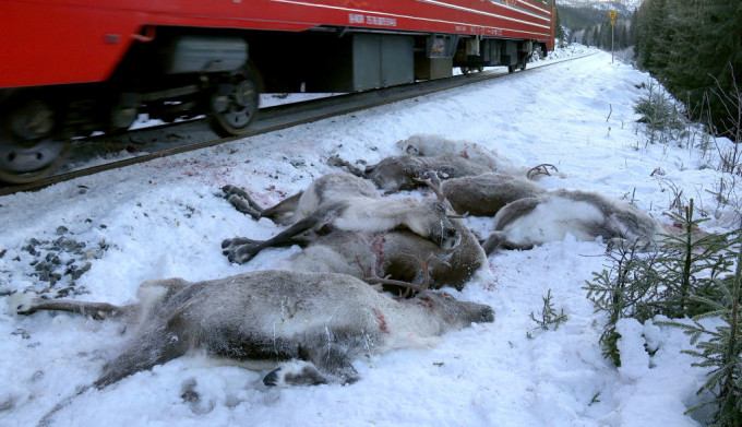 Norvegia : Autorităţile au sacrificat circa 1.400 de reni sălbatici care sufereau de o boală contagioasă
