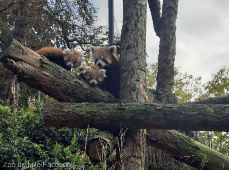 Doi pui de panda roşu s-au născut la o grădină zoologică din Franţa – VIDEO