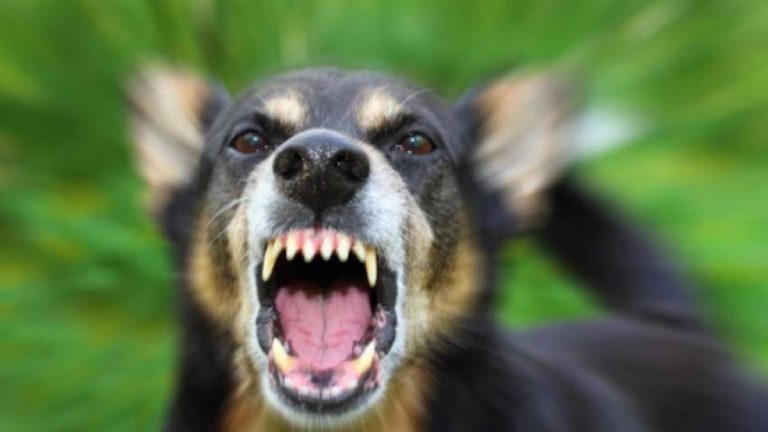 O femeie a fost muşcată de câinii maidanezi din Chişinău