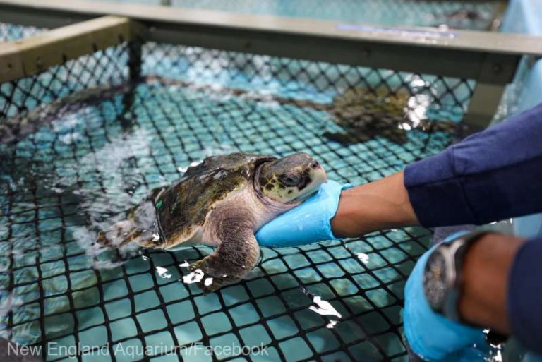 Peste 150 de ţestoase marine cu hipotermie, salvate în largul coastei statului Massachusetts