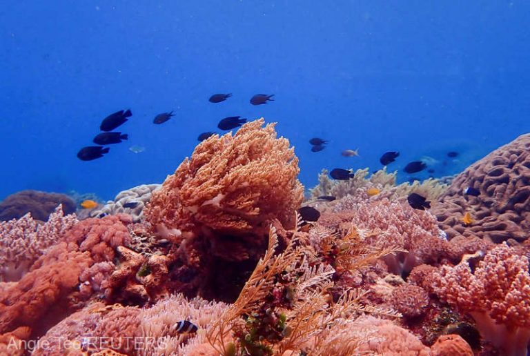 Cercetătorii au congelat în premieră larve din Marea Barieră de Corali