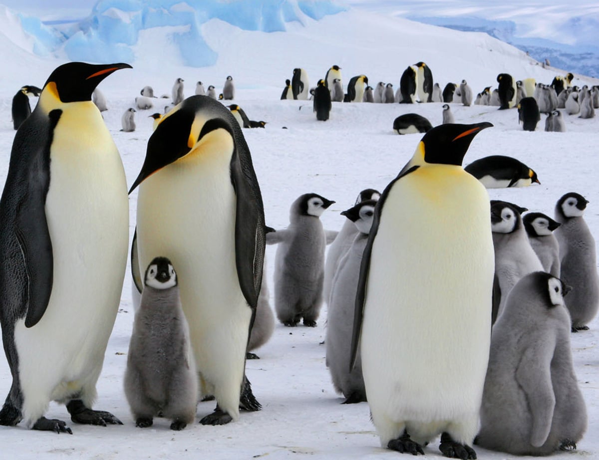 pinguini imperiali