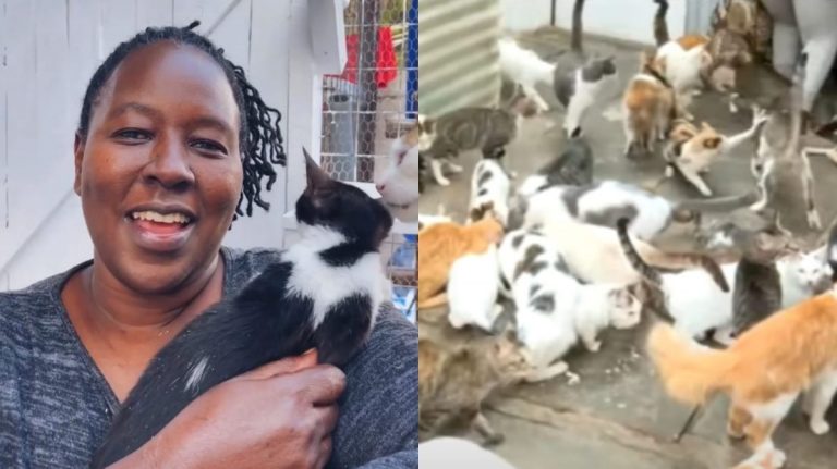 O femeie din Kenya ţine în casă 600 de pisici