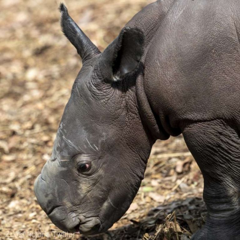 Un pui de rinocer alb sudic, specie ‘aproape ameninţată’, s-a născut la o grădină zoologică din Australia – VIDEO