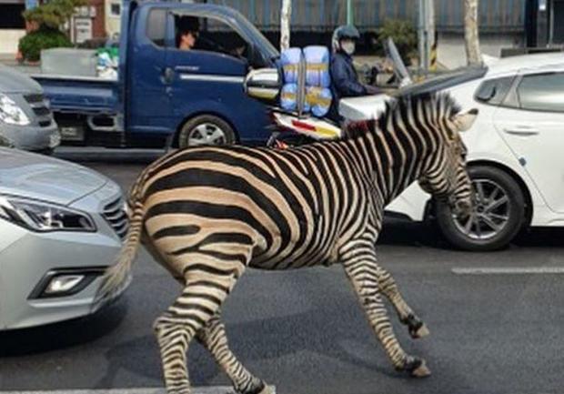 O zebră a revenit la grădina zoologică după o escapadă prin Seul
