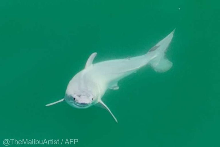 Un pui nou-născut din specia de rechin marele alb, prima dată fotografiat