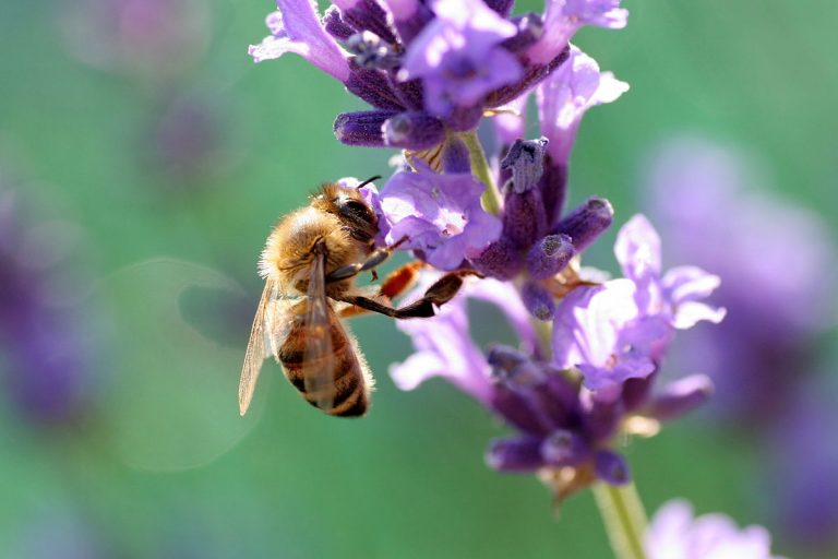 Primele flori de pe Pământ ar fi fost polenizate de insecte (studiu)