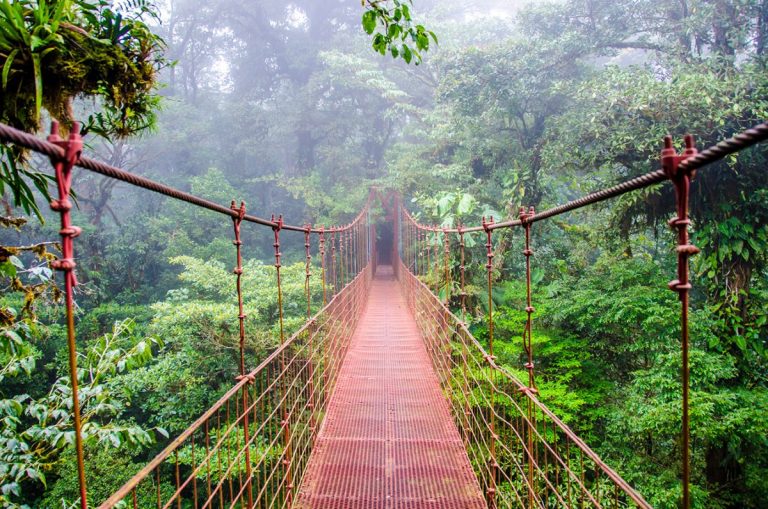 ‘Pădurea de nori’ din Costa Rica, ameninţată de schimbările climatice