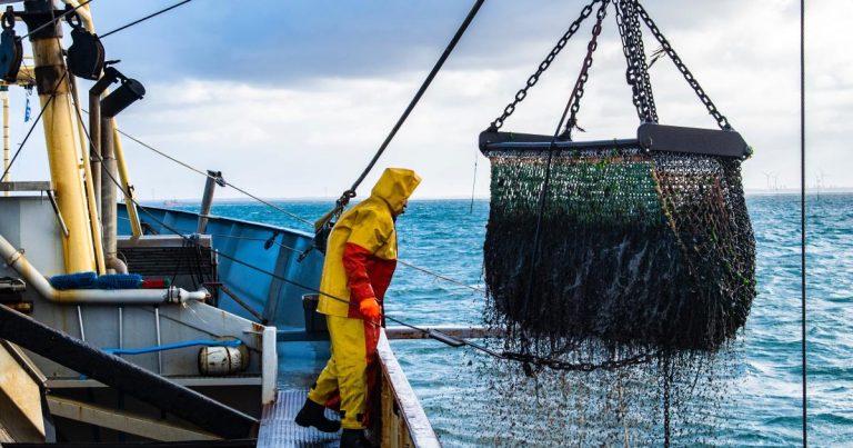 UE a făcut progrese cu refacerea stocurilor de peşte; noi eforturi sunt necesare pentru a construi un sector rezilient