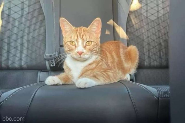 O pisică aventuroasă a călătorit 112 kilometri sărind în maşinile a doi necunoscuţi