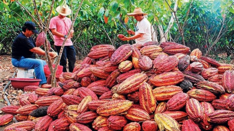 Boabele de cacao sunt mai valoroase decât cuprul, o tonă de cacao se vinde cu 9.000 de dolari