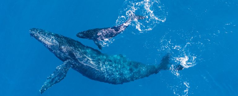 Înregistrare rară cu alăptarea unui pui de balenă în Oceanul Pacific