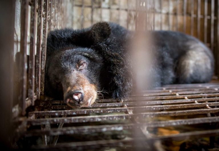Vietnamul, tot mai aproape de eliminarea practicii de extragere a bilei de urs