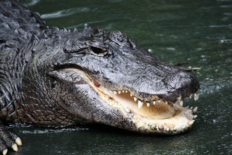 O femeie a fost ucisă de un aligator în Carolina de Sud