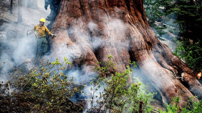 Un violent incendiu ameninţă arborii de sequoia din Parcul Naţional Yosemite (VIDEO)