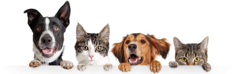 Țările UE ajung la un acord cu privire la prima lege privind bunăstarea câinilor și pisicilor