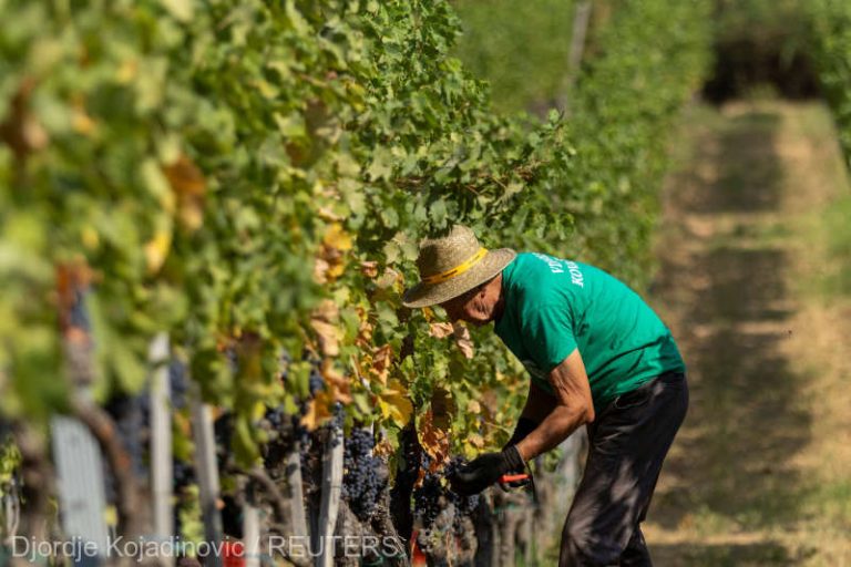 Temperaturile record din Balcani înseamnă pierderi pentru fermieri, dar viticultorii îşi freacă palmele