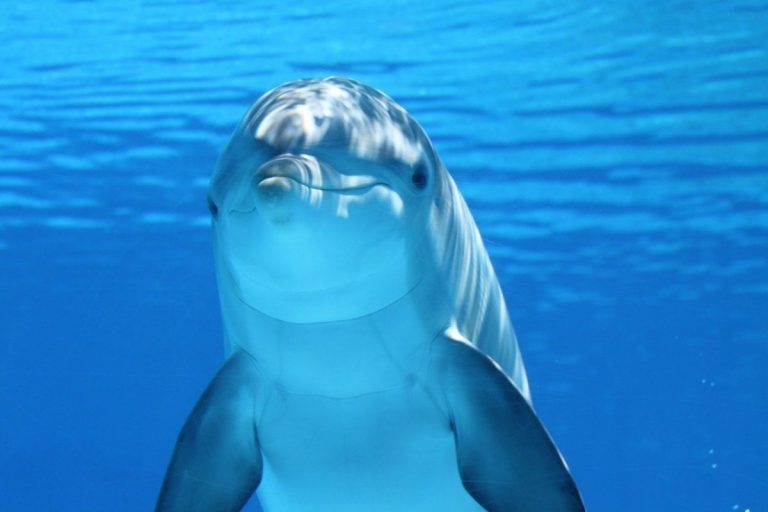 Japonezii sunt sfătuiţi se se ferească de un delfin care MUŞCĂ oameni