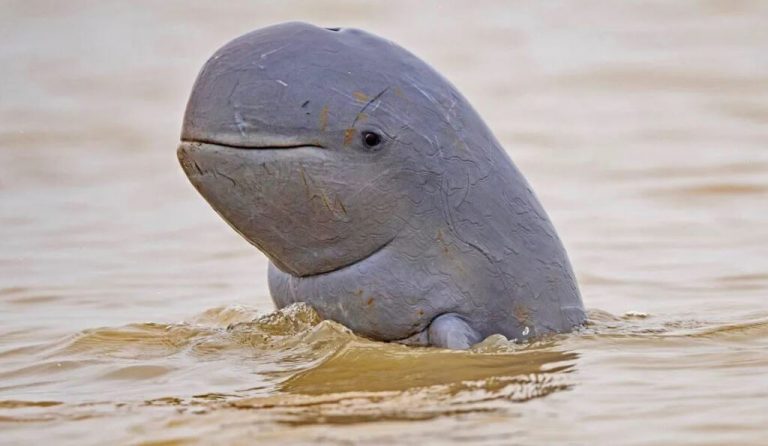Cambodgia abrogă o lege care proteja o specie de delfin ameninţată cu dispariţia