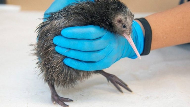 Zoo Miami îşi cere scuze pentru tratamentul aplicat unei păsări kiwi