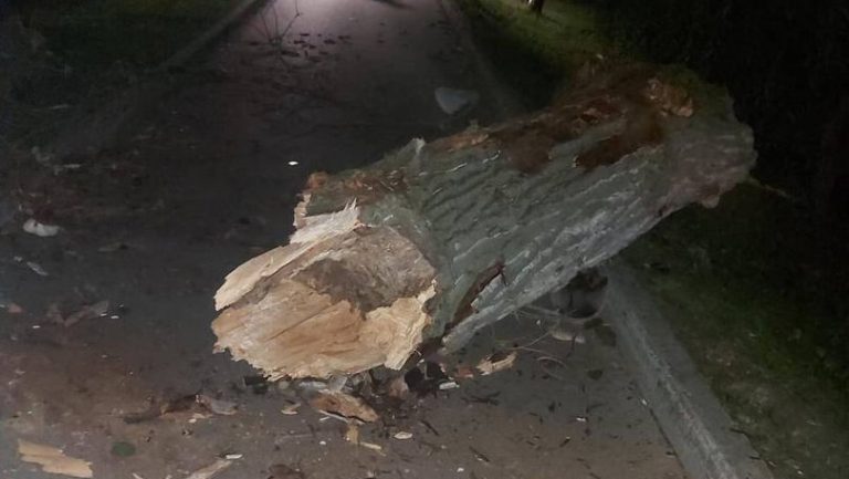 Aproape de tragedie! Un copac a căzut la doi paşi de trecători