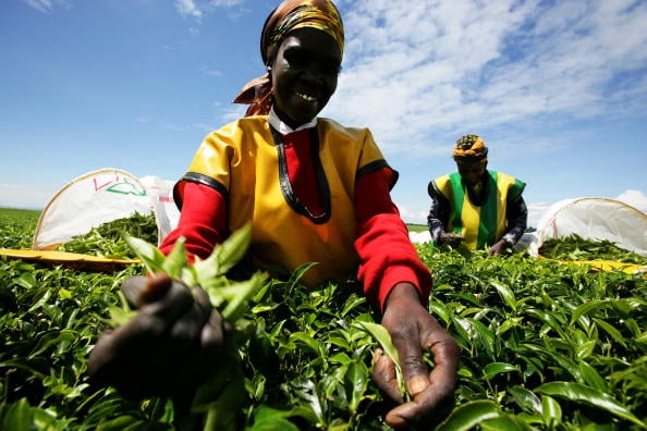 Producători de ceai britanici, ACUZAŢI de abuzuri sexuale ale unor responsabili ai săi din Kenya
