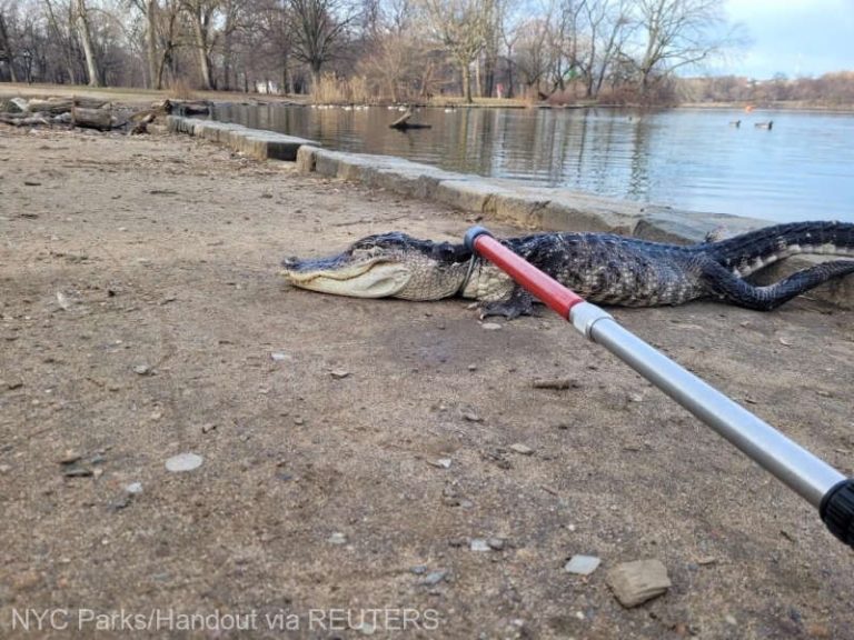 Un aligator a fost găsit într-un parc din New York