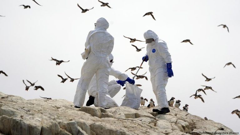 Gripa aviară a ajuns până la ‘capătul lumii’