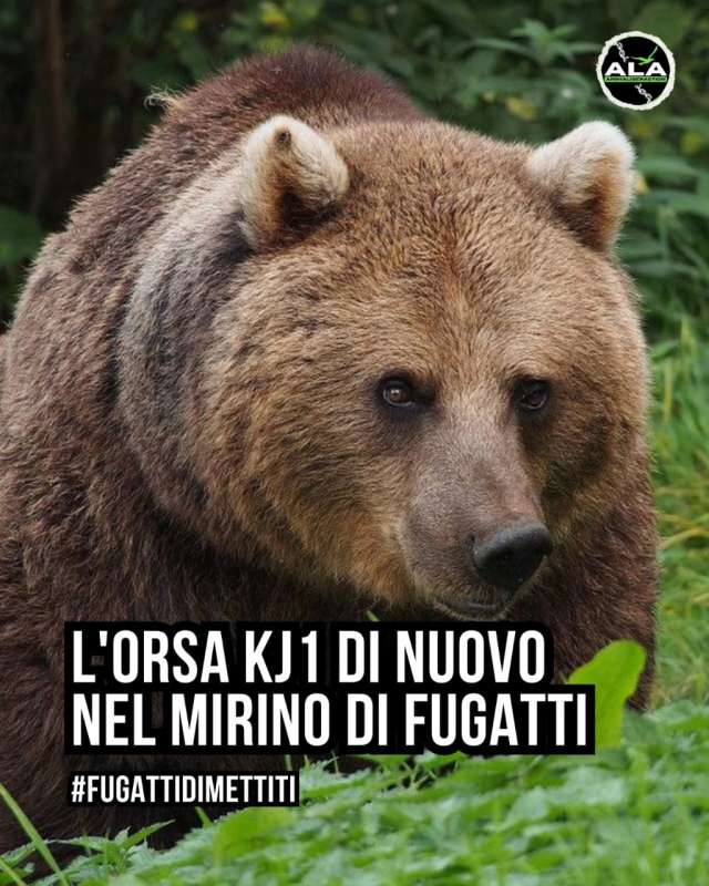 Italia îşi trimite urşii agresivi în România