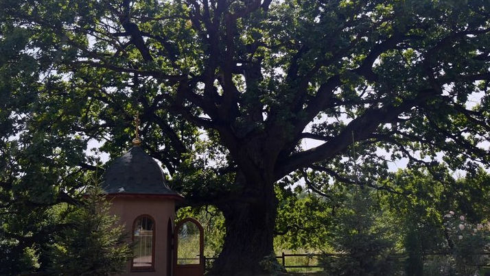 Un stejar de 600 de ani stă de veghe în Cernăuți