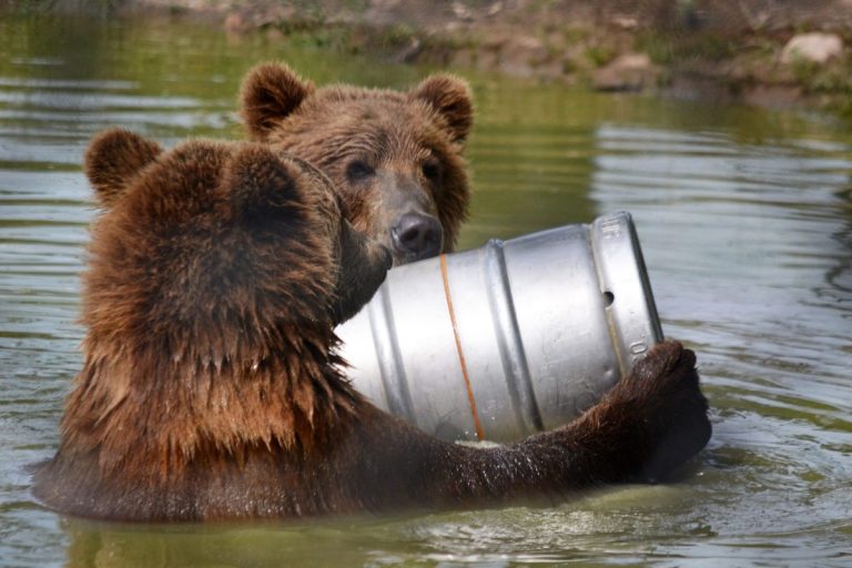 Românii se confruntă cu invadatorii urși: ‘Mi-a băut tot whiskyul’