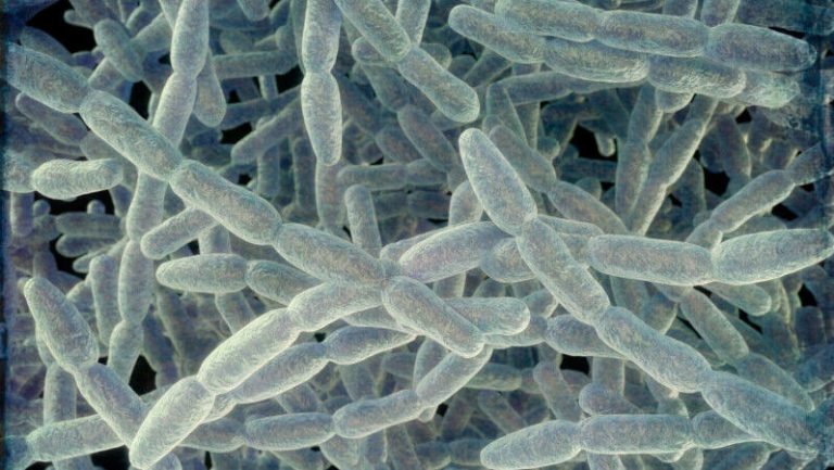 Cinci oameni au murit din cauza unei bacterii misterioase