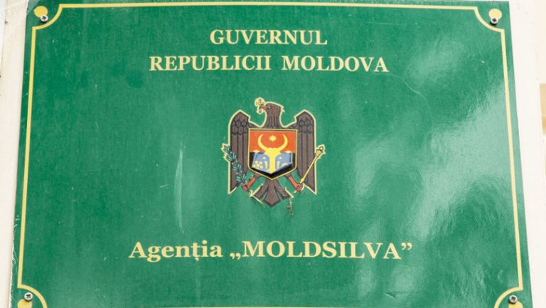 ANCHETĂ la Moldsilva: Două persoane au fost sancţionate