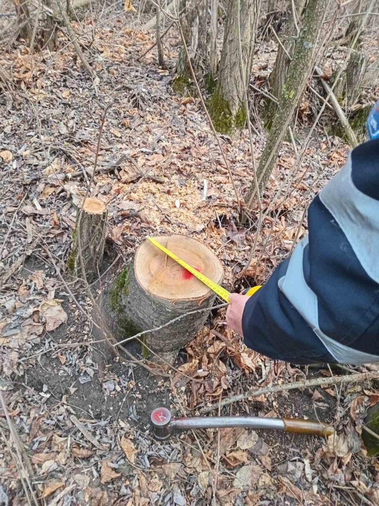 FOTO/ La Dondușeni, au fost descoperite mai multe cazuri de tăieri ilicite de lemne. Inspectoratul pentru Protecția Mediului atenționează oamenii