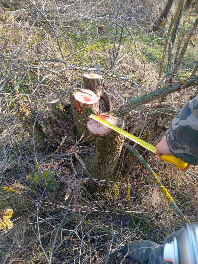 FOTO/ Inspectorii de mediu din Dondușeni au descoperit 531 de cioate de arbori și copaci de specii diferite tăiate ilegal
