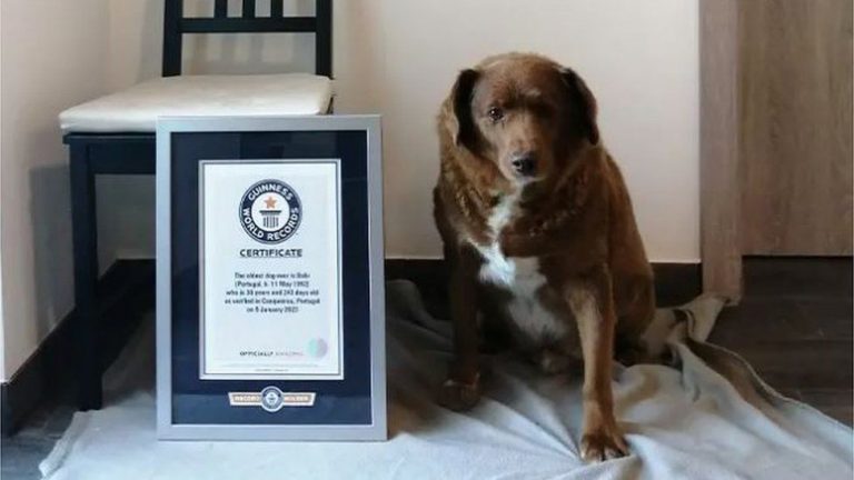 Guinness World Records i-a retras unui câine post-mortem titlul de ‘cel mai bătrân câine din lume’