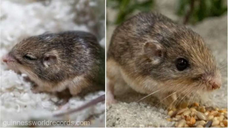 Cel mai bătrân şoarece din lume trăieşte într-o grădină zoologică din California – VIDEO