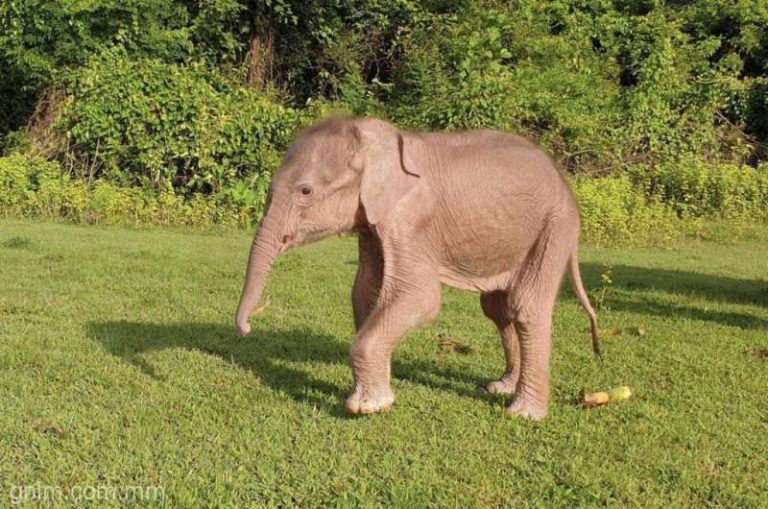 Un rar elefant alb s-a născut în Myanmar