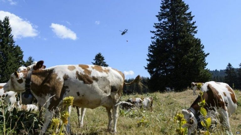 Armata elveţiană transportă apă cu elicopterul pentru animalele fermierilor