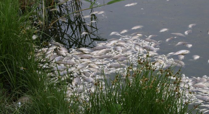 TONE de peşti morţi în râul Oder din Germania