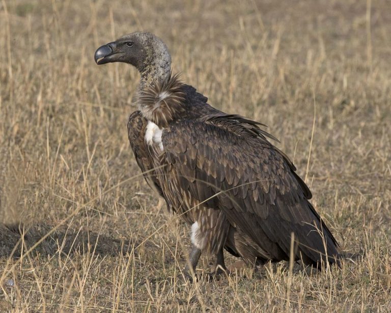 100 de vulturi au fost otrăviţi de braconieri în Parcul Naţional Kruger