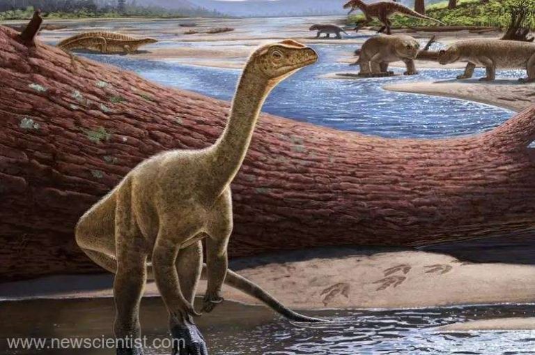 Rămăşiţele celui mai vechi dinozaur din Africa, descoperite în Zimbabwe
